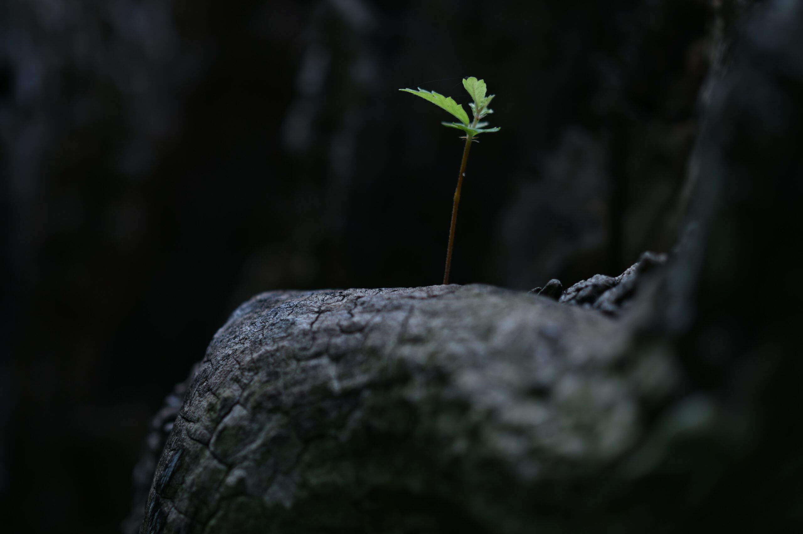 Thriving Sprout